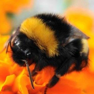 Meet your Posher, Bea